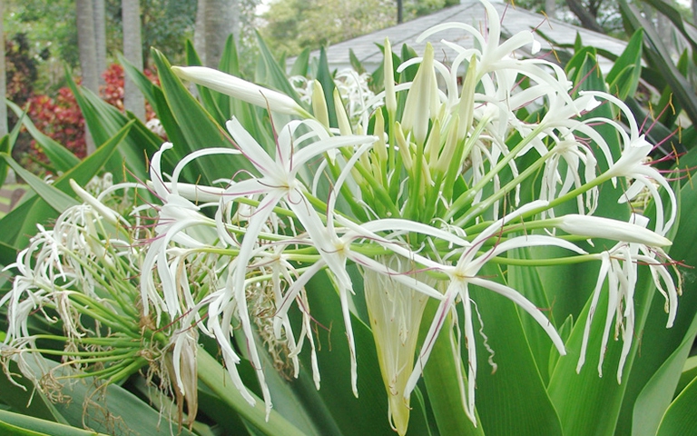 Người tuổi này nếu sở hữu cây đại tướng quân sẽ luôn hạnh phúc, tài lộc và bình an