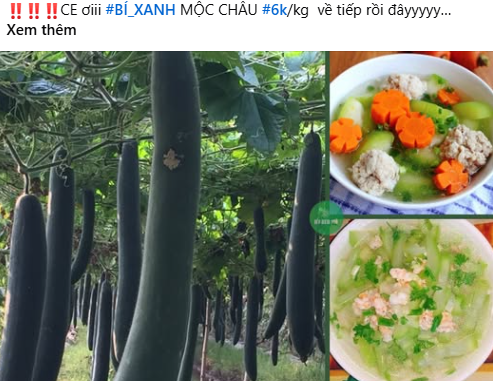 Bí xanh giá siêu rẻ chỉ vài nghìn đồng/kg, nhiều người tranh thủ mua về tích trữ- Ảnh 1. Bí xanh giá siêu rẻ chỉ vài nghìn đồng/kg, nhiều người tranh thủ mua về tích trữ- Ảnh 1.
