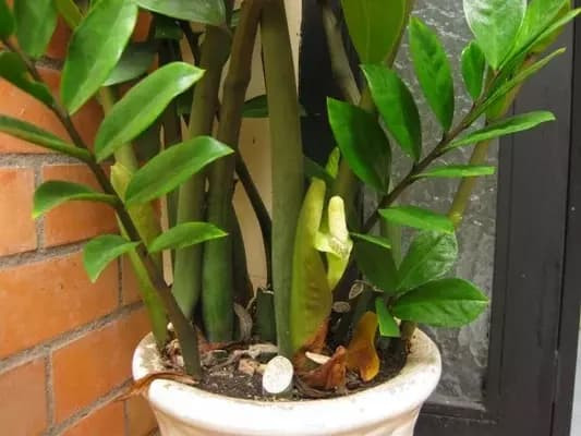 Bí quyết trồng cây kim tiền ra hoa, tài lộc ùn ùn kéo đến - Ảnh 3.