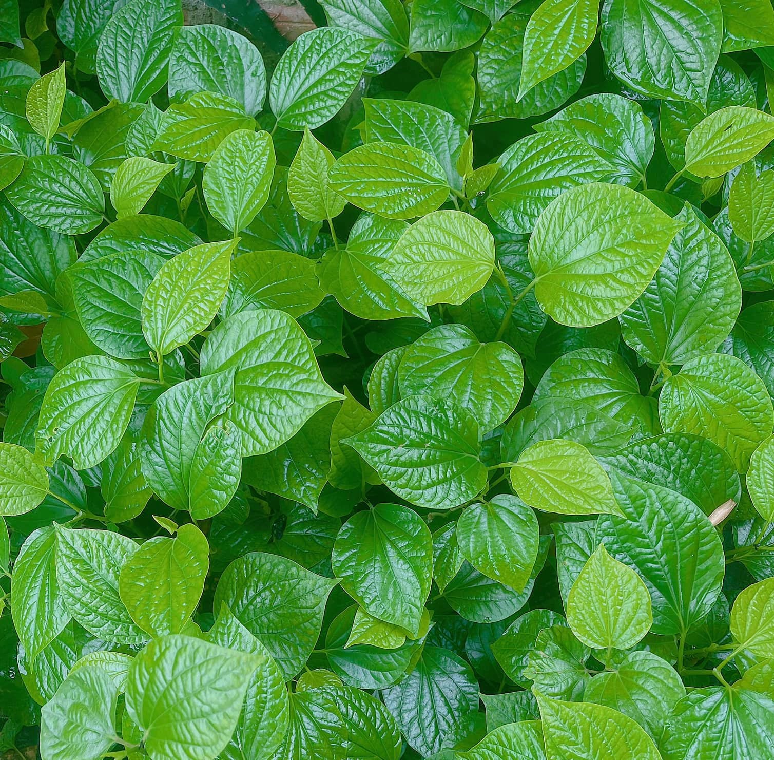 Jenis daun ini sangat melimpah di negara kita dan merupakan 'obat mujarab'. Ketika ditambahkan ke daging panggang, daun ini memberikan cita rasa istimewa dan menarik yang disukai semua orang - Foto 2. Loại lá cực nhiều ở nước ta là thuốc ‘đại bổ’, thêm vào khi nướng thịt càng thêm vị hấp dẫn đặc biệt, ai cũng mê - Ảnh 2.