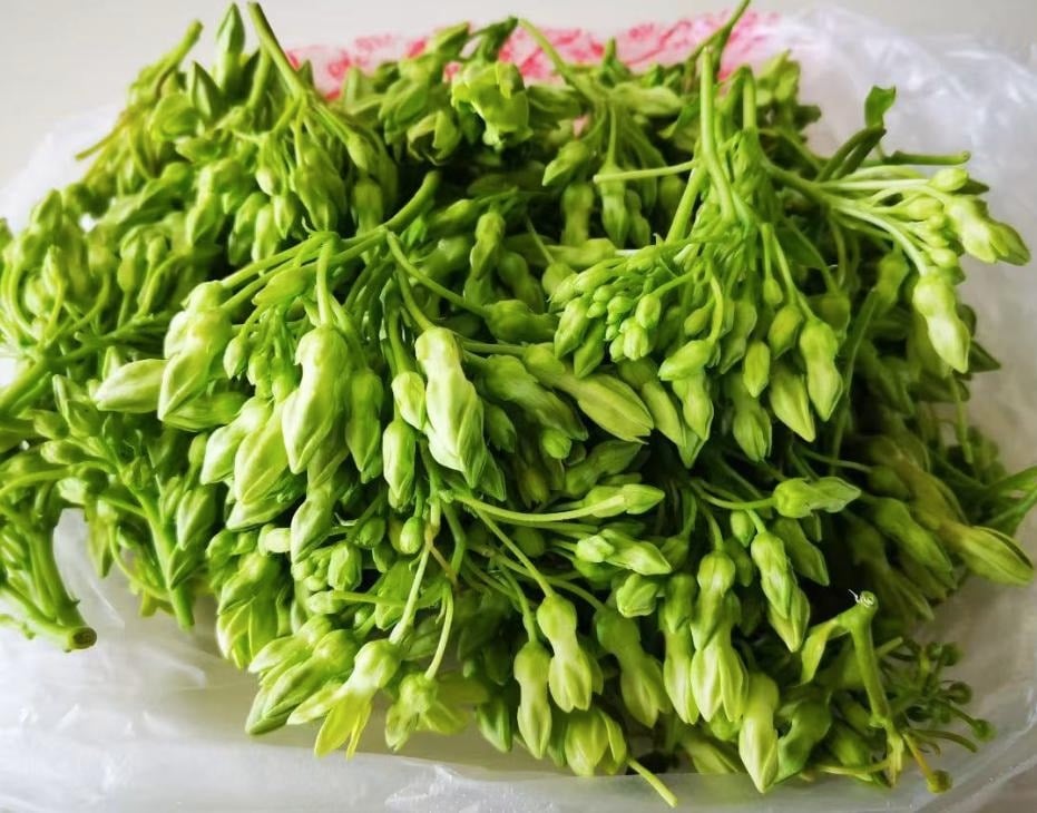 loai-rau-hoa-thien-ly-2-1509-1754470081951-17544700821601654727567.jpg