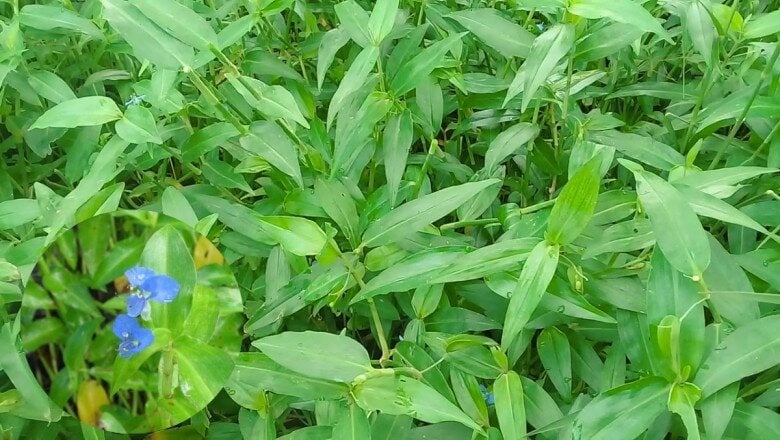 Thài lài - rau dại qúy giá , món ngon không thể bỏ qua sau mưa - Ảnh 1. Thài lài - rau dại qúy giá , món ngon không thể bỏ qua sau mưa - Ảnh 1.