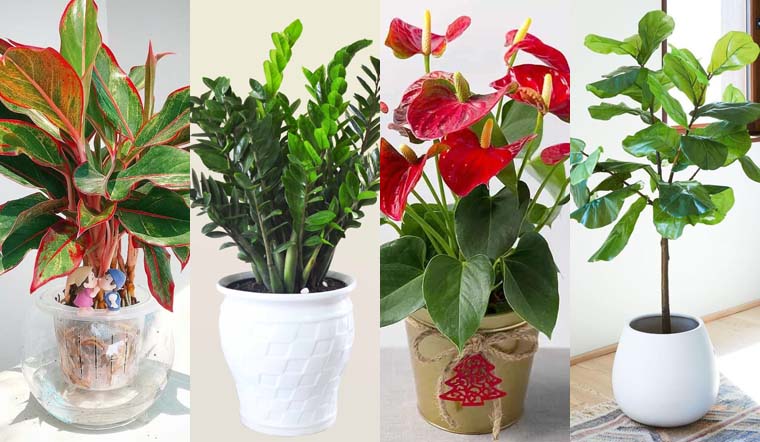 Cách chọn cây phong thủy để bàn theo từng mệnh giúp thăng tiến, may mắn và  tài lộc