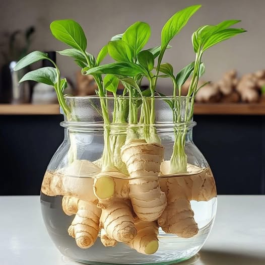 Cầm gừng tươi vào đám cưới và 'phép màu' phong thủy khi để củ gừng trong ô tô, nhà ở- Ảnh 4.
