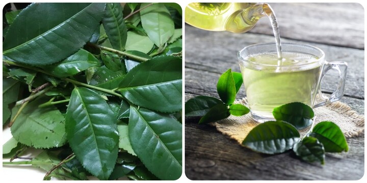 Uống nước chè xanh vào buổi sáng có tác dụng gì? - Ảnh 1.