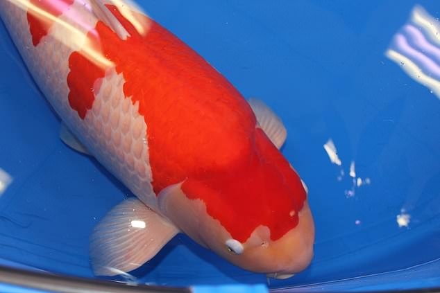 Con cá Koi được bán với giá 47 tỷ đồng, hé lộ lý do - Ảnh 1.