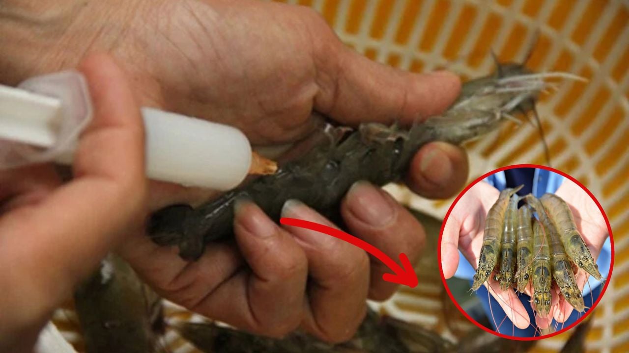 tom-bom-tap-chat-rat-de-phan-biet-nguoi-thong-minh-se-nhin-diem-nay-171902-1757043013707115726761-1757643242155-1757643242565522795582.jpg
