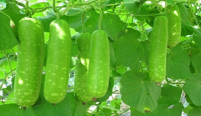 loi-ich-cua-qua-bau-1716111923244220897340-1757910432058-1757910432498569799186.jpg