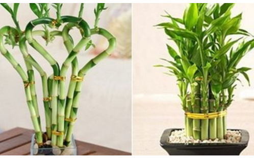Phong thủy phòng ngủ vợ chồng theo mệnh như thế nào mới đúng để tình cảm luôn bền chặt, gắn kết - Ảnh 6.