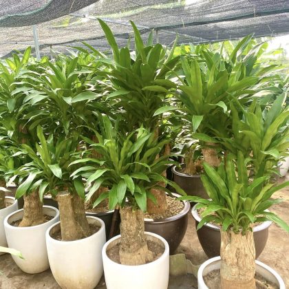 Loại cây tài lộc như đúng tên gọi, là loài cây gì? - Ảnh 1.