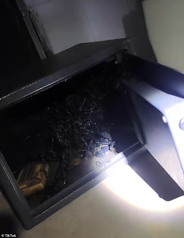 Xuất hiện xúc tu bí ẩn mọc ra từ thiên thạch: Người ngoài hành tinh đang lớn lên? - Ảnh 3.
