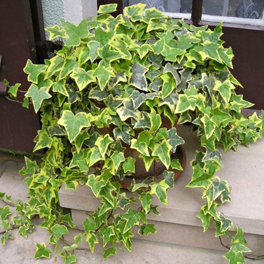 Tác dụng phong thủy của cây thường xuân: Đuổi tà và mang lại may mắn - Ảnh 1.