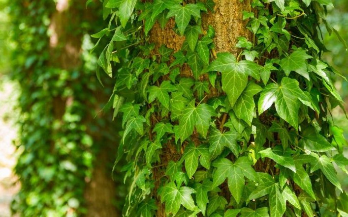 Loại rau thích hợp trồng mùa thu đông - Ảnh 6.