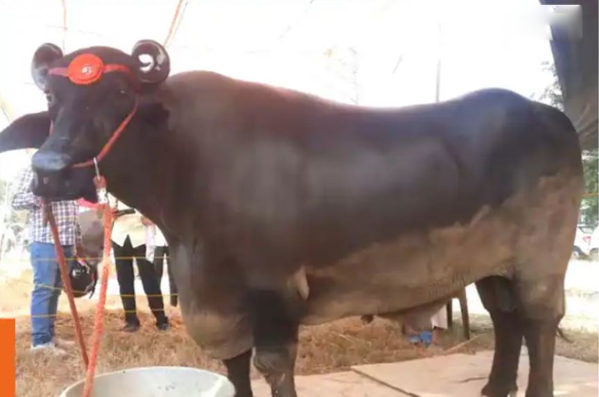 Con trâu "khổng lồ" giá 69 tỷ đồng, chủ chần chừ "chưa ưng bán" - Ảnh 1. Con trâu khổng lồ giá 69 tỷ đồng, chủ chần chừ "chưa ưng bán" - Ảnh 1.