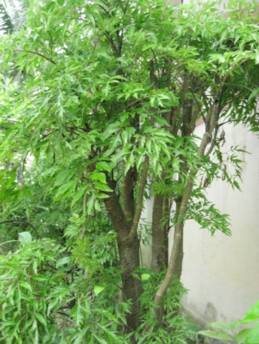 Trồng đinh lăng đúng chỗ này, tiền vào như nước, giàu có 3 đời - Ảnh 2. Trồng đinh lăng đúng chỗ này, tiền vào như nước, giàu có 3 đời - Ảnh 2.