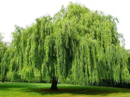 Cây phong thủy trồng ở mộ mang lại may mắn, phú quý cho con cháu - Ảnh 3. Cây phong thủy trồng ở mộ mang lại may mắn, phú quý cho con cháu - Ảnh 3.