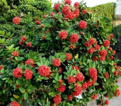 Cây phong thủy trồng ở mộ mang lại may mắn, phú quý cho con cháu - Ảnh 7. Cây phong thủy trồng ở mộ mang lại may mắn, phú quý cho con cháu - Ảnh 7.