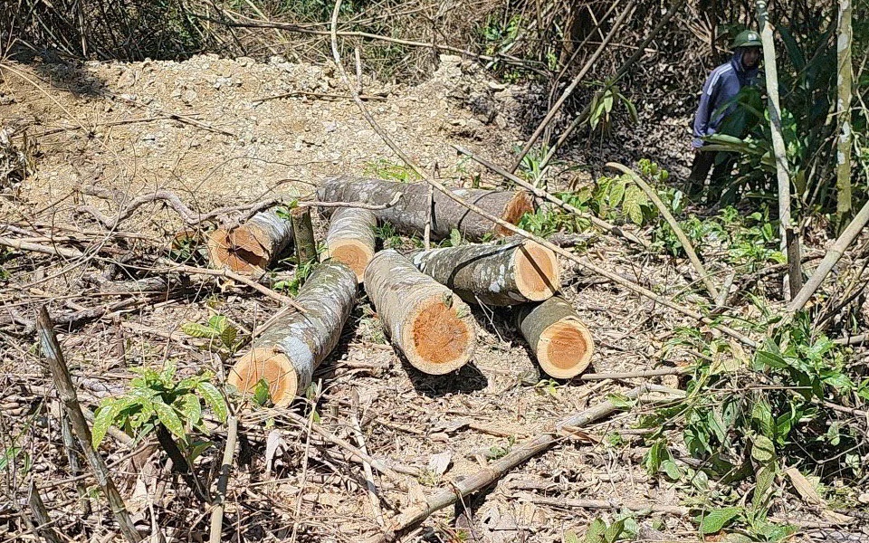 Gỗ mán đỉa tăng giá đột biến: Nguy cơ xâm hại rừng tại Quảng Trị - Ảnh 3.