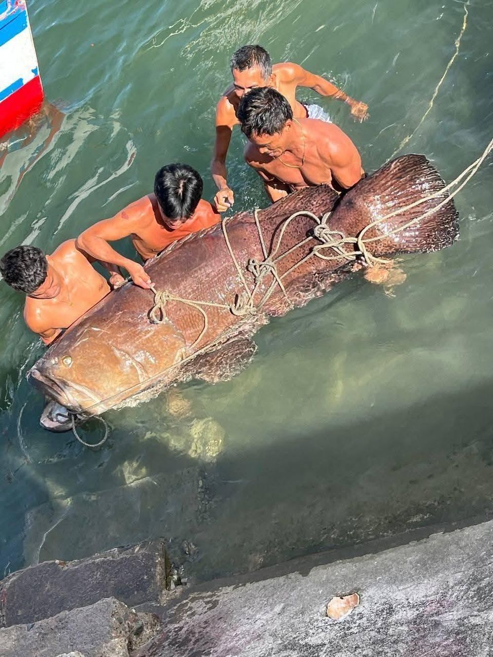 Ngư dân tình cờ bắt được
