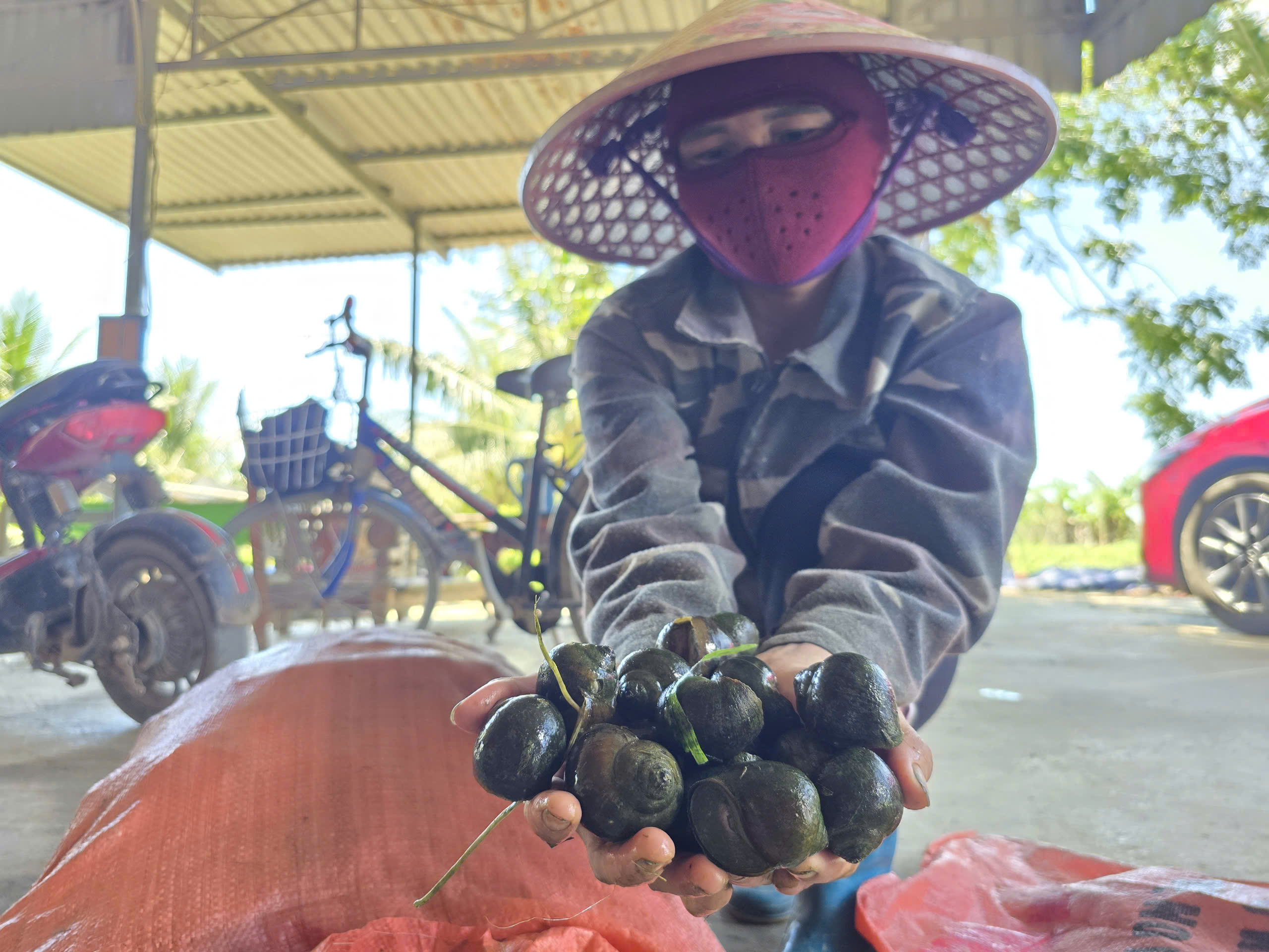 Khởi nghiệp từ 12 triệu đồng, chủ trang trại thu lãi lớn với ốc bươu đen - Ảnh 7. Khởi nghiệp từ 12 triệu đồng, chủ trang trại thu lãi lớn với ốc bươu đen - Ảnh 7.