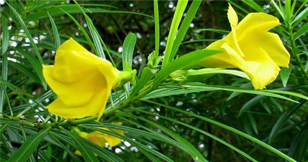 Khi chọn mua cây phong thủy nhất định phải lưu ý những cây có độc sau - Ảnh 2.