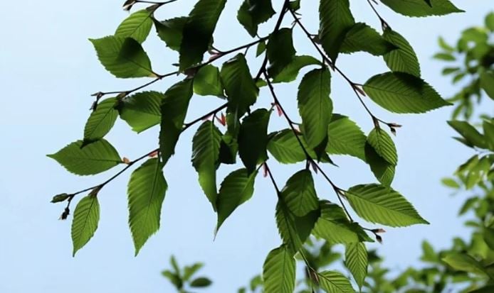 Loài cây “độc nhất vô nhị” trên thế giới sắp tuyệt chủng: Đã hơn 250 tuổi, hạt giống được gửi vào vũ trụ để nhân giống trong không gian - Ảnh 3. Loài cây “độc nhất vô nhị” trên thế giới sắp tuyệt chủng: Đã hơn 250 tuổi, hạt giống được gửi vào vũ trụ để nhân giống trong không gian - Ảnh 3.