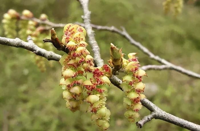 Loài cây “độc nhất vô nhị” trên thế giới sắp tuyệt chủng: Đã hơn 250 tuổi, hạt giống được gửi vào vũ trụ để nhân giống trong không gian - Ảnh 2. Loài cây “độc nhất vô nhị” trên thế giới sắp tuyệt chủng: Đã hơn 250 tuổi, hạt giống được gửi vào vũ trụ để nhân giống trong không gian - Ảnh 2.
