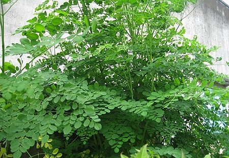Rau chùm ngây: Dinh dưỡng vượt trội , chế biến món ăn ngon mỗi ngày - Ảnh 2.