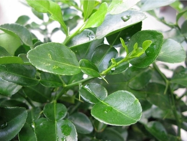 Lá bưởi: Thần dược cho sức khỏe và món chả cuốn hao cơm - Ảnh 1.