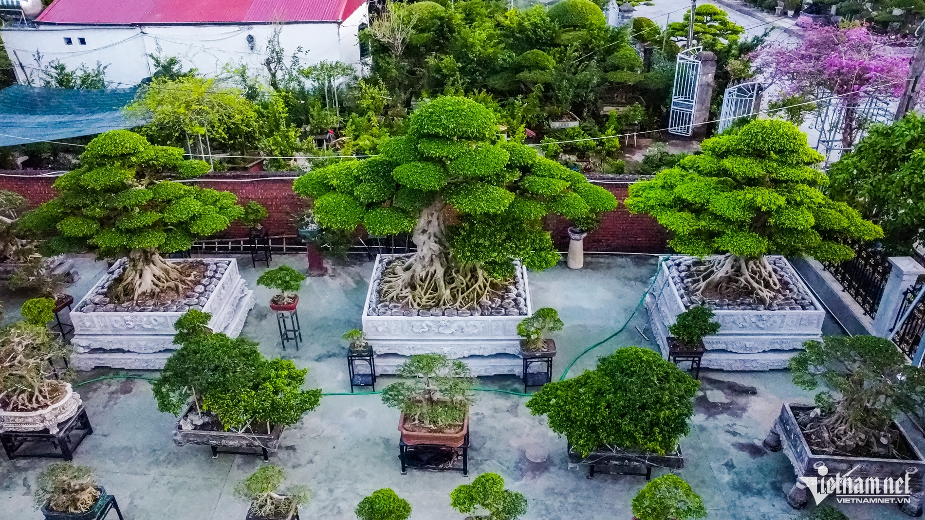 Bộ ba cây sanh cổ định giá 'triệu đô' ở Ninh Bình, chủ chờ giá cao hơn mới bán - Ảnh 1. Bộ ba cây sanh cổ định giá 'triệu đô' ở Ninh Bình, chủ chờ giá cao hơn mới bán - Ảnh 1.