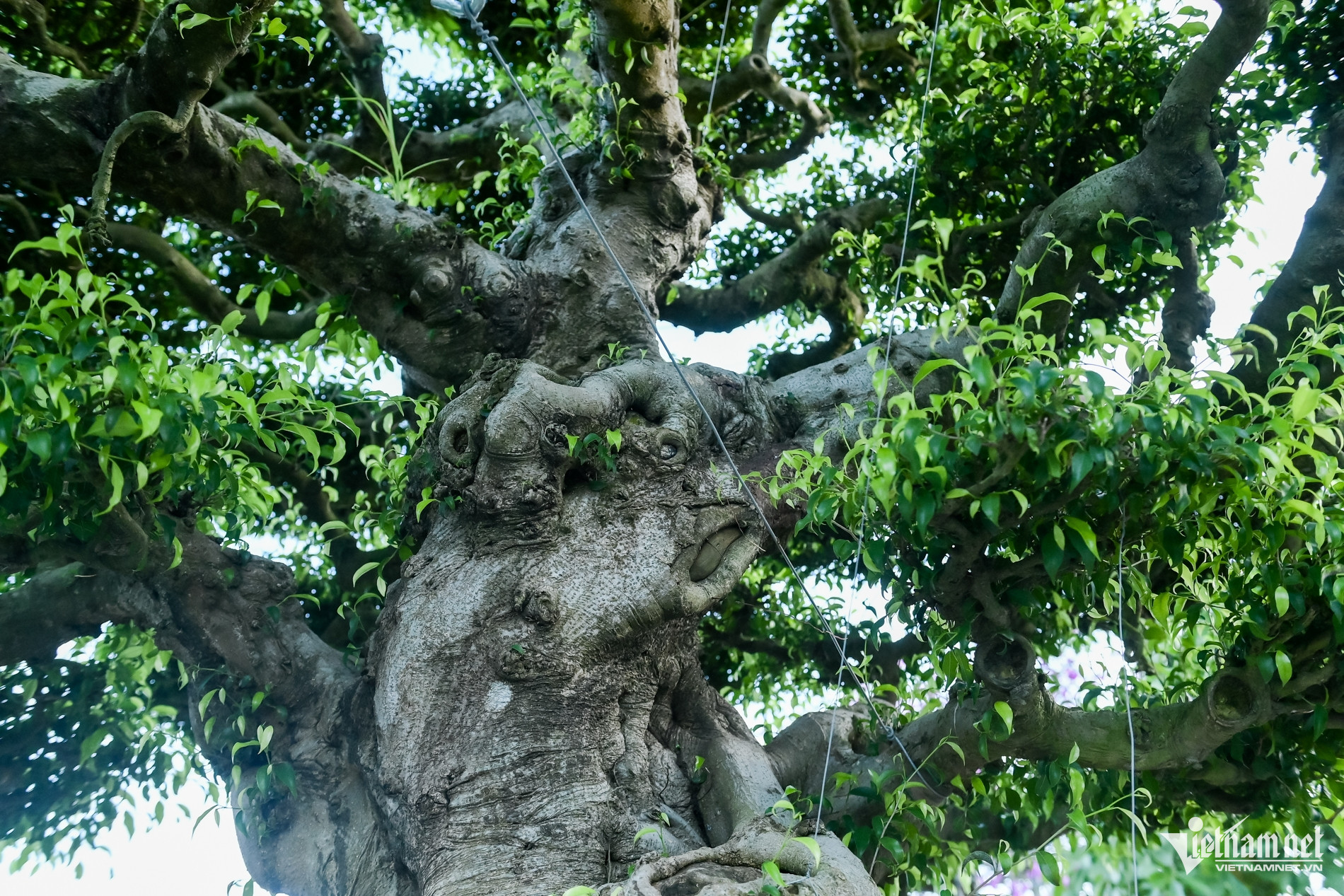 Bộ ba cây sanh cổ định giá 'triệu đô' ở Ninh Bình, chủ chờ giá cao hơn mới bán - Ảnh 6. Bộ ba cây sanh cổ định giá 'triệu đô' ở Ninh Bình, chủ chờ giá cao hơn mới bán - Ảnh 6.