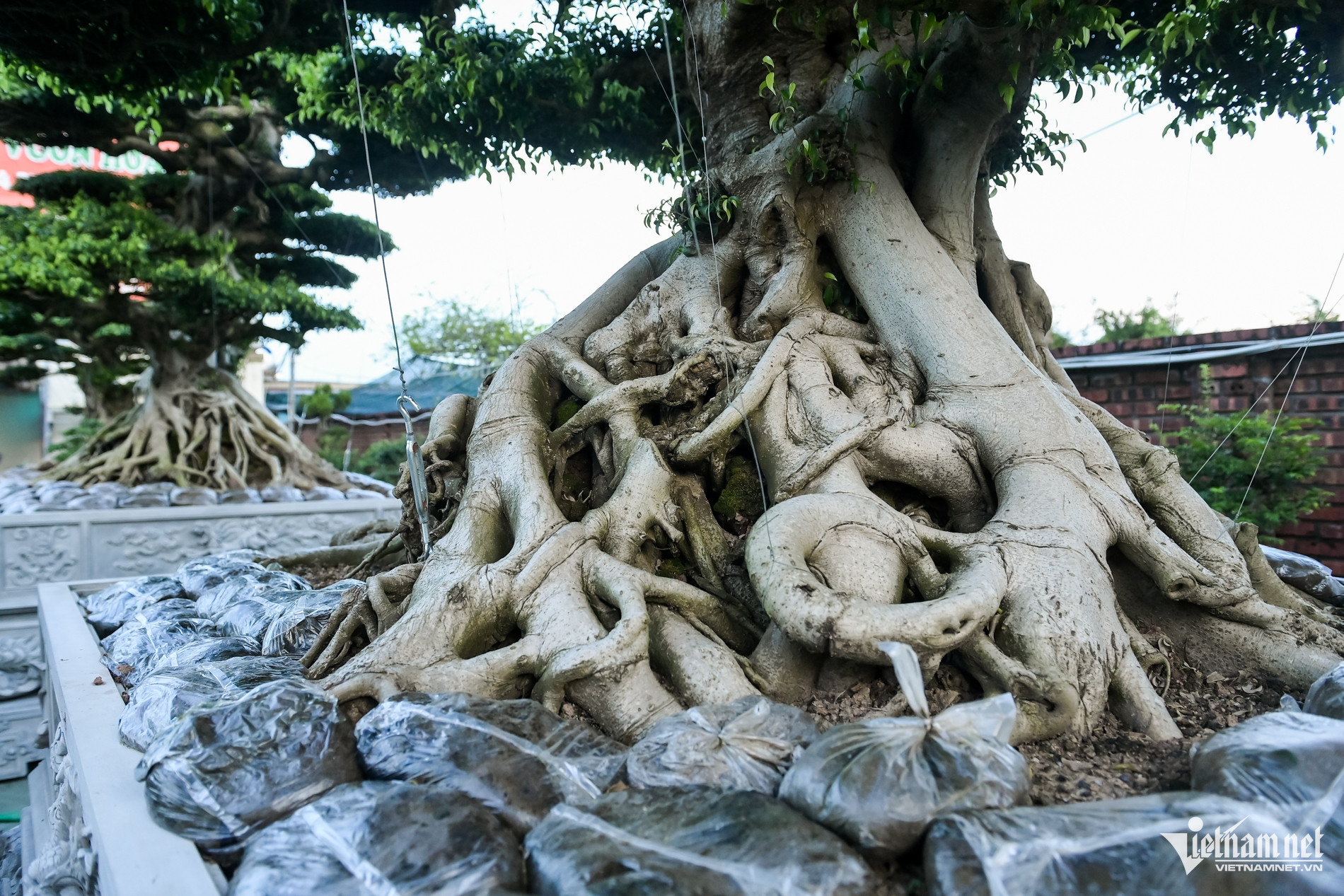 Bộ ba cây sanh cổ định giá 'triệu đô' ở Ninh Bình, chủ chờ giá cao hơn mới bán - Ảnh 10. Bộ ba cây sanh cổ định giá 'triệu đô' ở Ninh Bình, chủ chờ giá cao hơn mới bán - Ảnh 10.