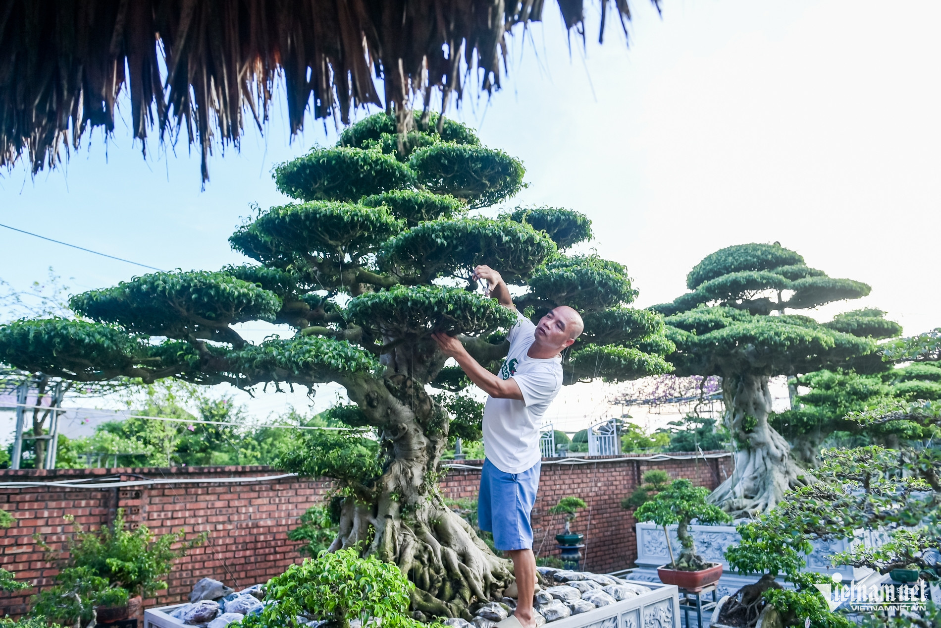 Bộ ba cây sanh cổ định giá 'triệu đô' ở Ninh Bình, chủ chờ giá cao hơn mới bán - Ảnh 9. Bộ ba cây sanh cổ định giá 'triệu đô' ở Ninh Bình, chủ chờ giá cao hơn mới bán - Ảnh 9.