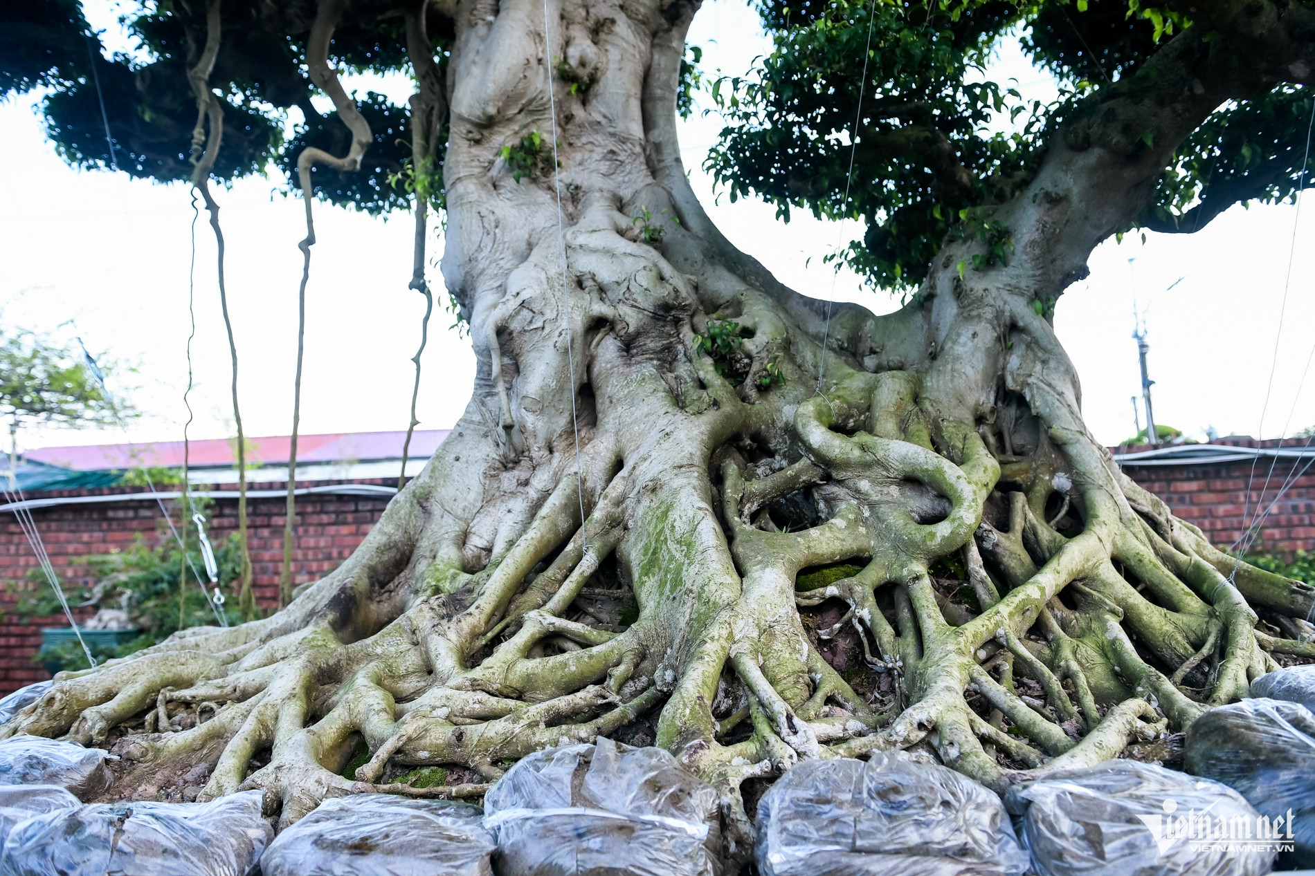 Bộ ba cây sanh cổ định giá 'triệu đô' ở Ninh Bình, chủ chờ giá cao hơn mới bán - Ảnh 11. Bộ ba cây sanh cổ định giá 'triệu đô' ở Ninh Bình, chủ chờ giá cao hơn mới bán - Ảnh 11.