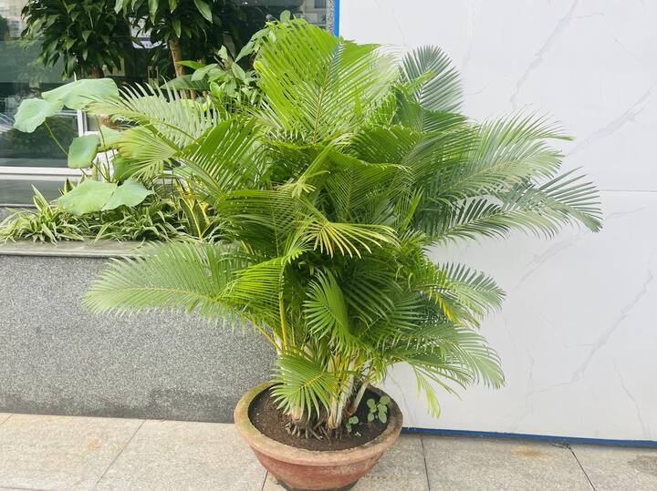 Ông bà xưa truyền: Trồng 3 loại cây này trước cổng, con cháu dễ gặp quý nhân phù trợ- Ảnh 1. Ông bà xưa truyền: Trồng 3 loại cây này trước cổng, con cháu dễ gặp quý nhân phù trợ- Ảnh 1.