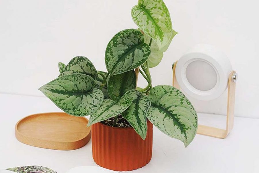 Phụ nữ tuổi 40 trở lên: Trồng 3 loại cây này, không khí trong lành, tiền bạc thêm vượng- Ảnh 3. Phụ nữ tuổi 40 trở lên: Trồng 3 loại cây này, không khí trong lành, tiền bạc thêm vượng- Ảnh 3.