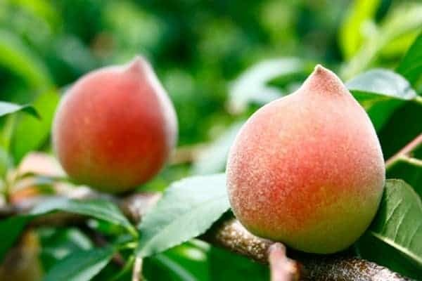 Quả đào ' trường thọ ' giúp cải thiện sức khỏe tim mạch và 2 món ngon dễ làm - Ảnh 2. Quả đào ' trường thọ ' giúp cải thiện sức khỏe tim mạch và 2 món ngon dễ làm - Ảnh 2.