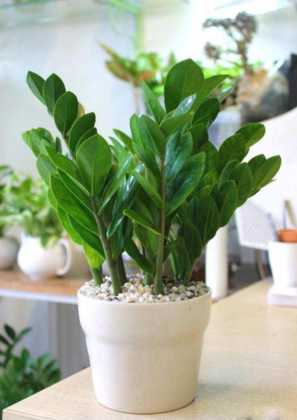 Phụ nữ tuổi 40 trở lên: Trồng 3 loại cây này, không khí trong lành, tiền bạc thêm vượng- Ảnh 2. Phụ nữ tuổi 40 trở lên: Trồng 3 loại cây này, không khí trong lành, tiền bạc thêm vượng- Ảnh 2.