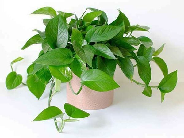 Đây là lý do nên đặt cây xanh này trong nhà để hóa giải sát khí từ góc nhọn - Ảnh 3. Đây là lý do nên đặt cây xanh này trong nhà để hóa giải sát khí từ góc nhọn - Ảnh 3.