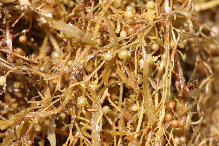 7 thực phẩm được mệnh danh l&agrave; &ldquo;m&aacute;y đốt mỡ&rdquo;, h&uacute;t dầu nếu ăn trước bữa ch&iacute;nh - Ảnh 1.