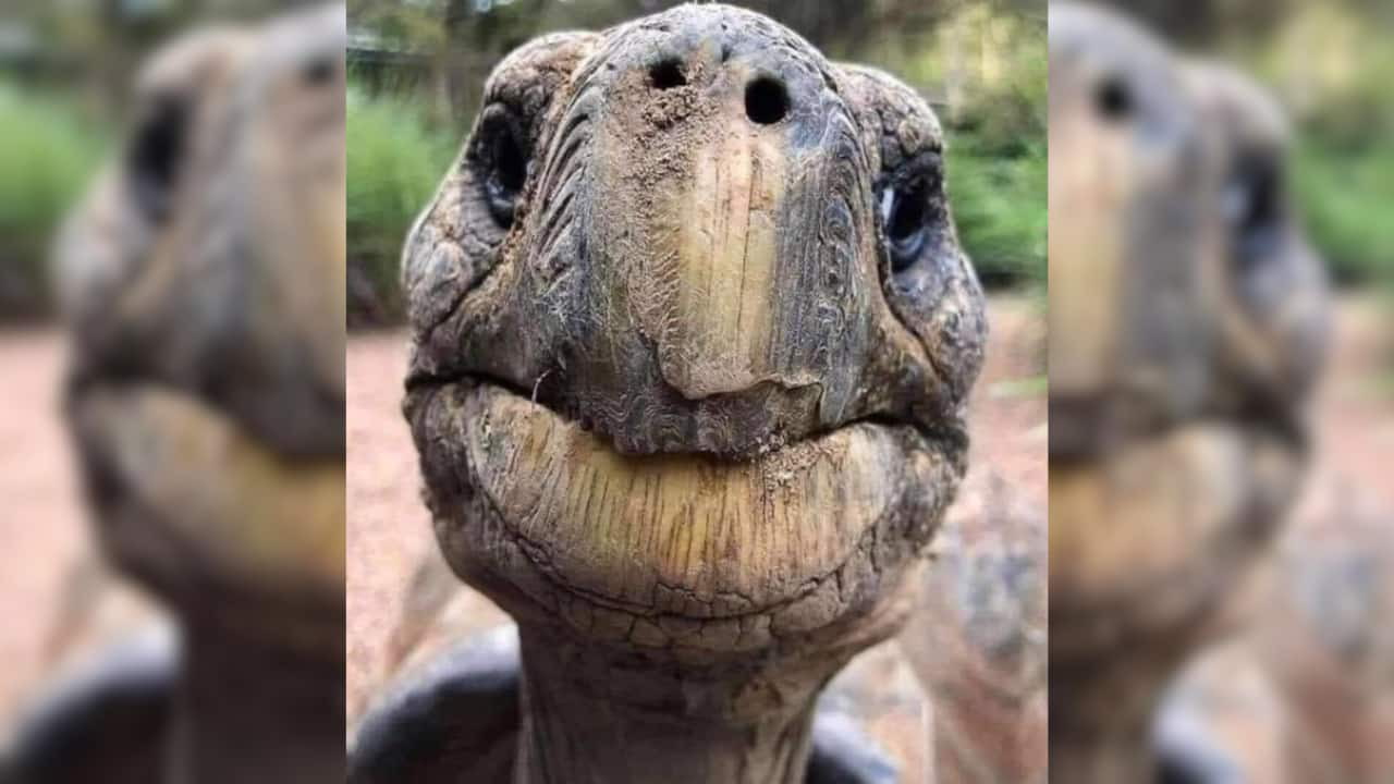 Con vật gi&agrave; nhất h&agrave;nh tinh - Ảnh 2.