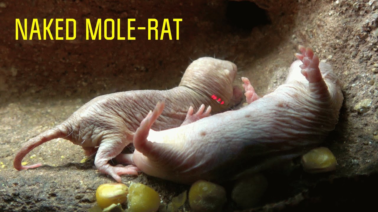 Lo&agrave;i động vật c&oacute; v&uacute; gần như m&aacute;u lạnh duy nhất c&ograve;n sống khiến giới khoa học bối rối v&igrave; qu&aacute; kh&aacute;c thường - Ảnh 1.