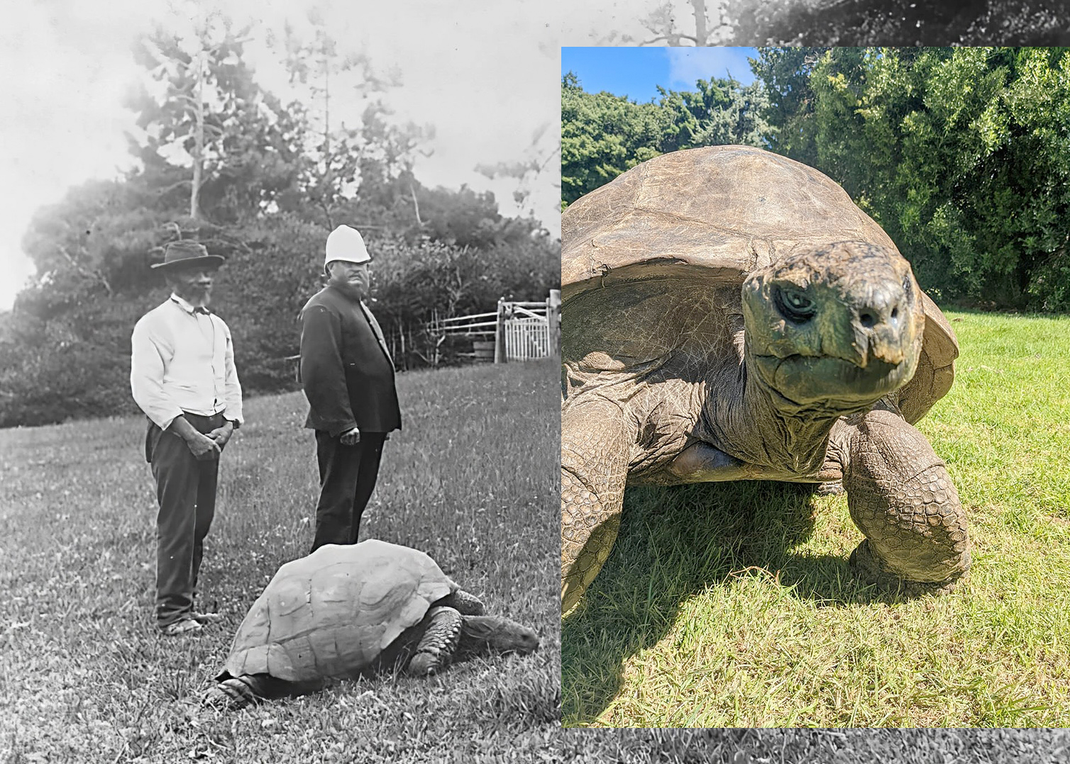 Con vật gi&agrave; nhất h&agrave;nh tinh - Ảnh 1.