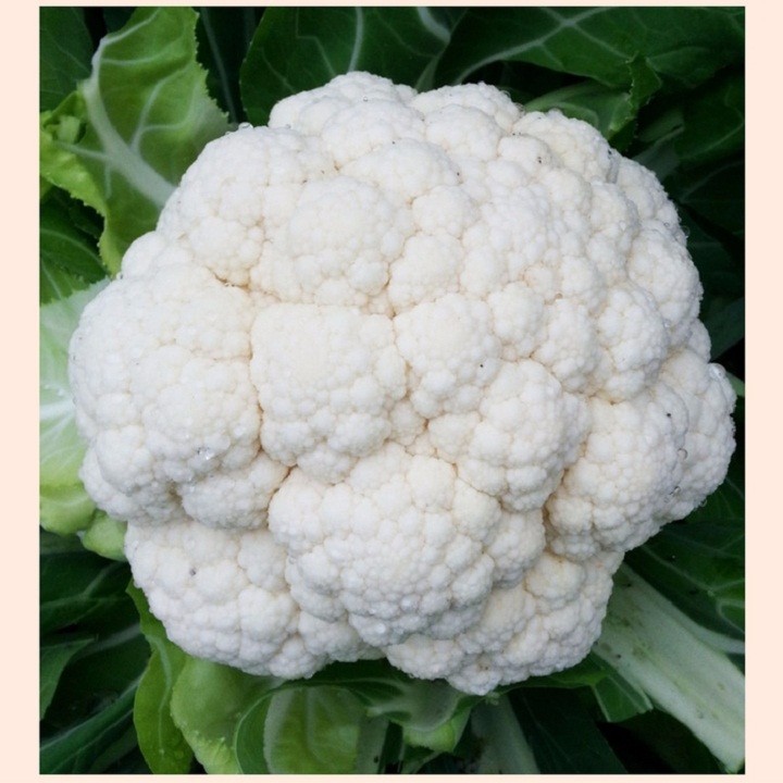 B&ocirc;ng cải trắng - rau ngon gi&agrave;u chất chống oxy h&oacute;a , hỗ trợ ngăn ngừa ung thư - Ảnh 2.