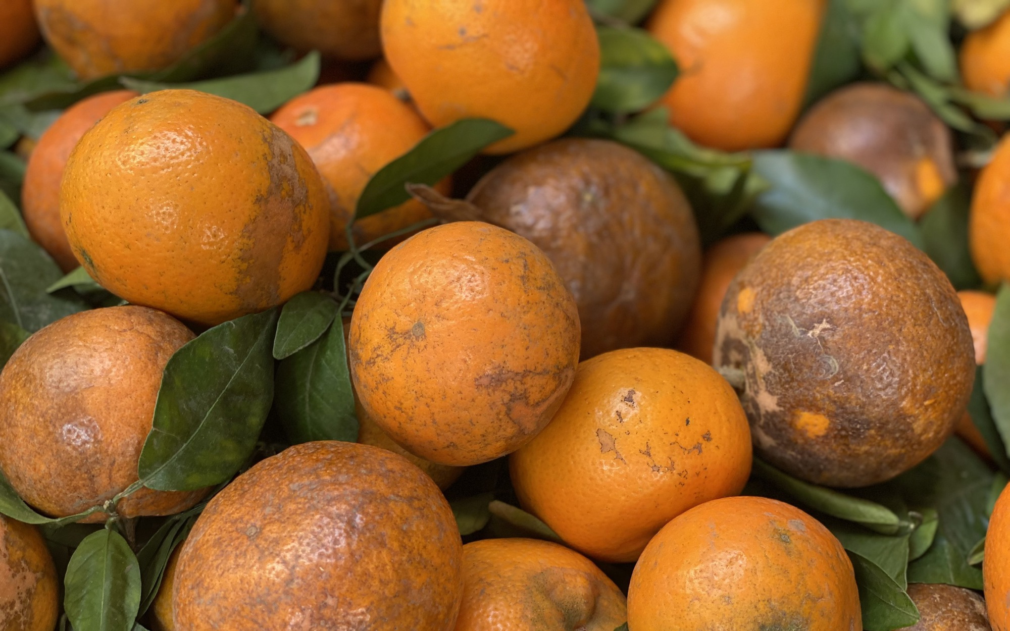 Loại qu&yacute;t m&atilde; r&aacute;m c&oacute; g&igrave; đặc biệt m&agrave; khiến tiểu thương Việt nhập h&agrave;ng tạ về b&aacute;n mỗi ng&agrave;y?