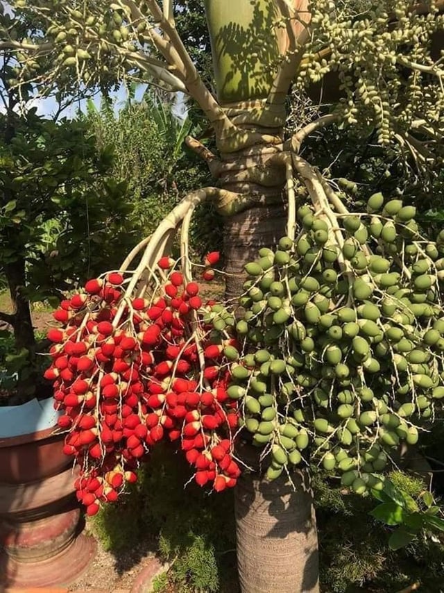 Loại quả cảnh trước đây tưởng không ăn được chỉ bỏ đi giờ thành món ăn đặc sản có giá đắt đỏ cháy hàng dịp Tết - Ảnh 2. Loại quả cảnh trước đây tưởng không ăn được chỉ bỏ đi giờ thành món ăn đặc sản có giá đắt đỏ cháy hàng dịp Tết - Ảnh 2.