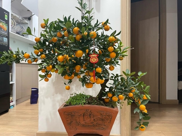 M&aacute;ch bạn bố tr&iacute; phong thủy nh&agrave; ở đ&oacute;n Tết để gia đ&igrave;nh an y&ecirc;n v&agrave; thuận lợi trong mọi việc  - Ảnh 2.