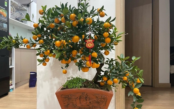 Loại c&acirc;y trồng mang thịnh vượng, tốt phong thủy, lợi sức khỏe - Ảnh 4.