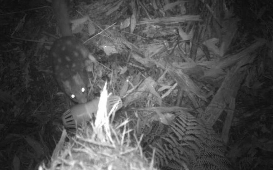 Lo&agrave;i vật qu&yacute; hiếm bậc nhất h&agrave;nh tinh, cả thế giới chỉ c&oacute; 2 c&aacute; thể sống "khổng lồ" - Ảnh 4.