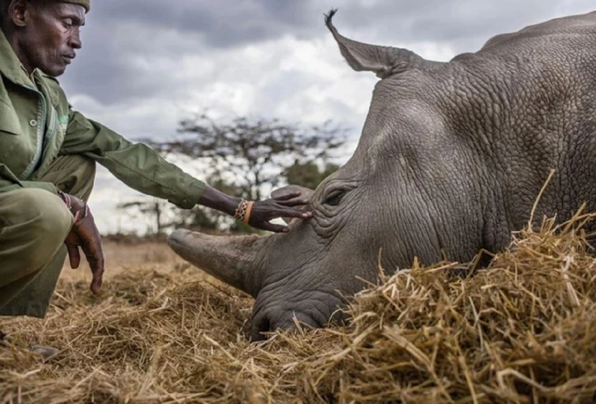 Lo&agrave;i vật qu&yacute; hiếm bậc nhất h&agrave;nh tinh, cả thế giới chỉ c&oacute; 2 c&aacute; thể sống "khổng lồ" - Ảnh 2.